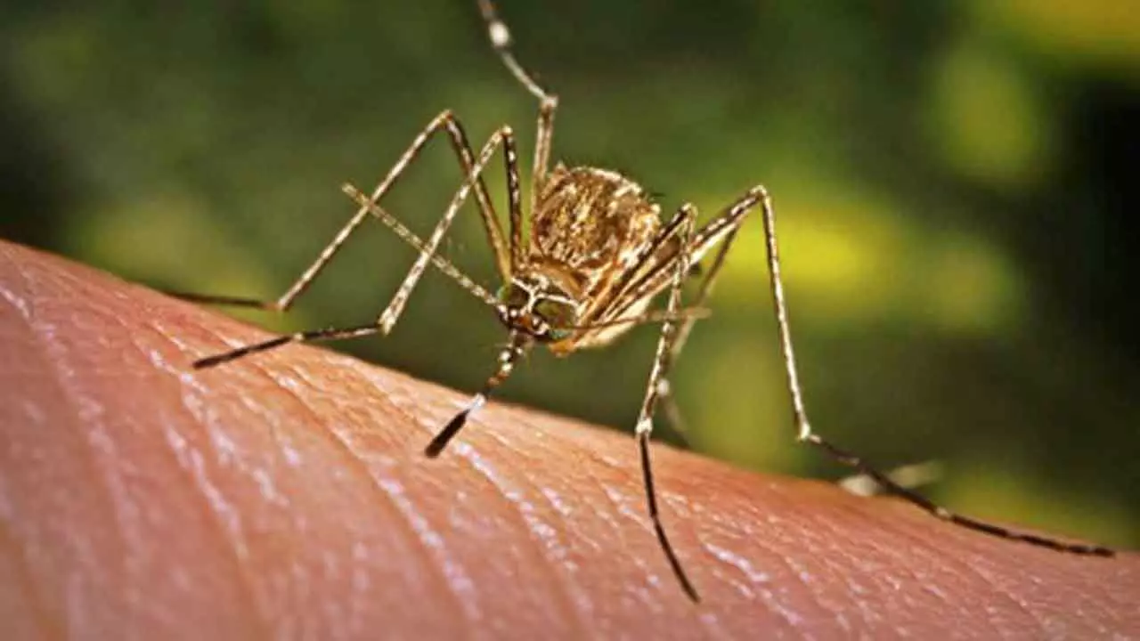 Bangladesh records 13 more dengue cases Bangladesh records 13 more dengue cases