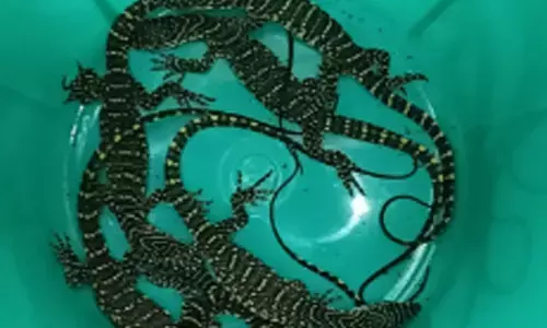 Exotic reptile species seized at airport