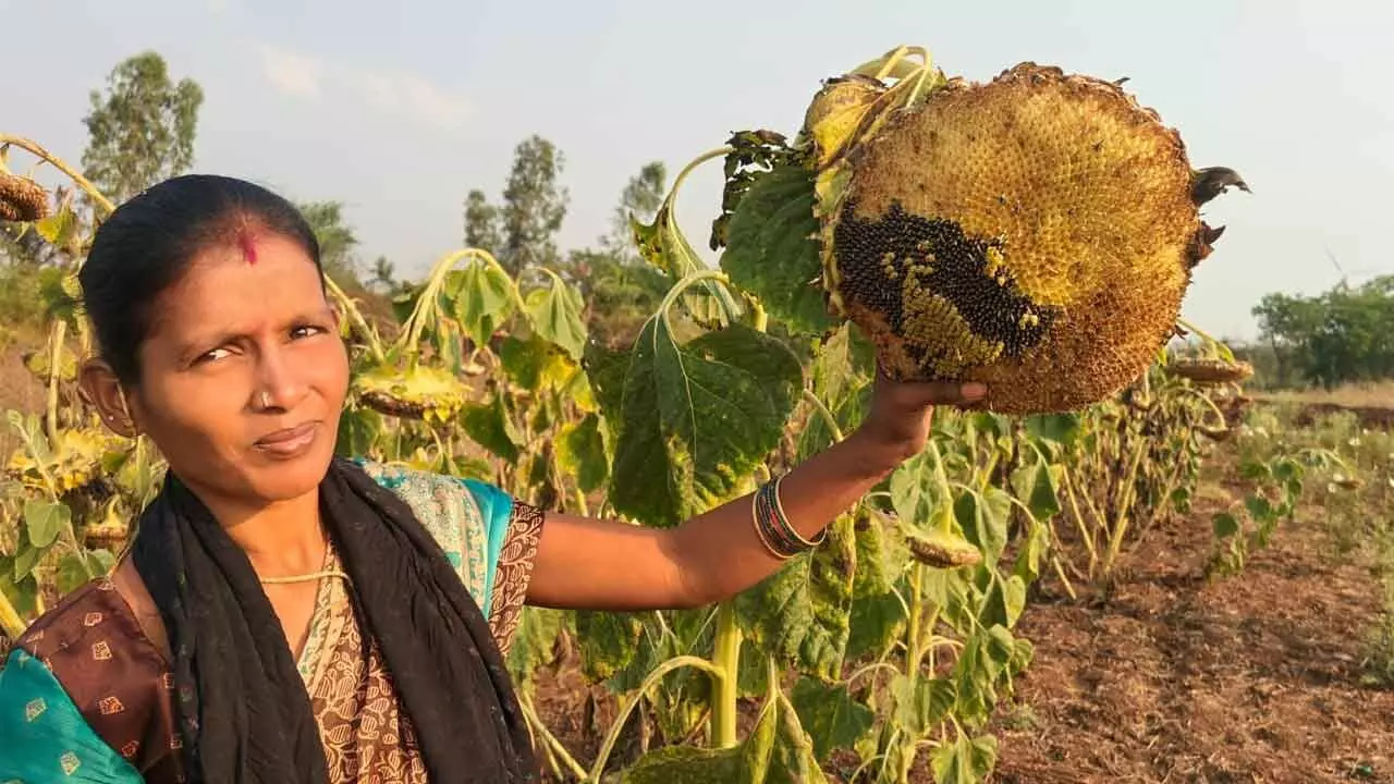 Woman farmer forgoes harvesting crop for sake of birds Woman farmer forgoes harvesting crop for sake of birds