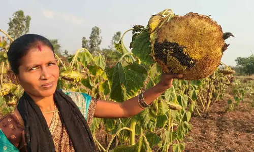 Woman farmer forgoes harvesting crop for sake of birds