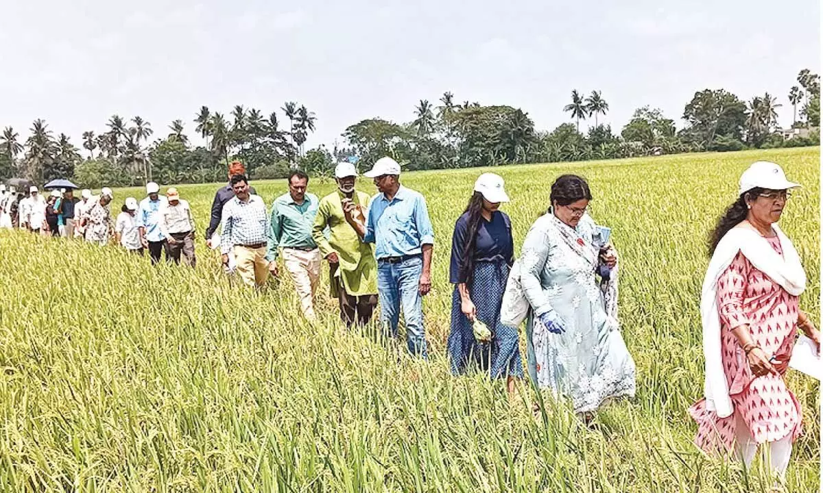 Team from Kerala visits fields in Eluru dist, shares its learning