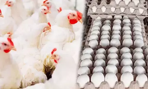 Assures that that it is safe to consume chicken and eggs