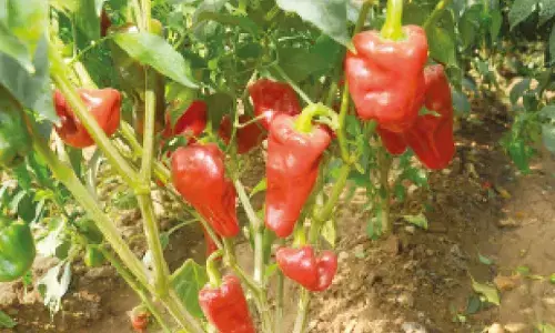 Warangal Chapata Chilli gets GI tag