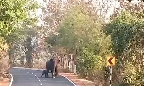 Villagers celebrate 21st day ceremony of baby jumbo