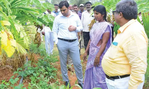 Collector pats woman farmer for achieving success