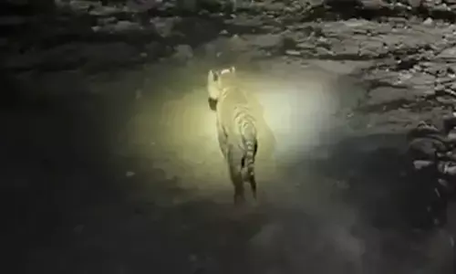 MP: Madhav Tiger Reserve receives one more Tiger, numbers increase to seven