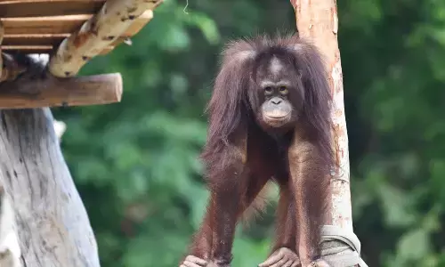 Female Orangutan at Mysuru Zoo Passes Away