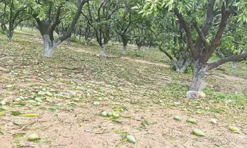 Mangoes, paddy, and people suffer due to unseasonal rains