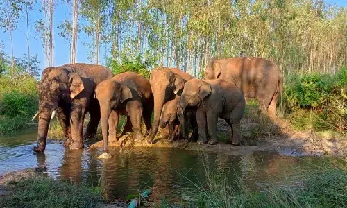 Wild elephants attack lorry
