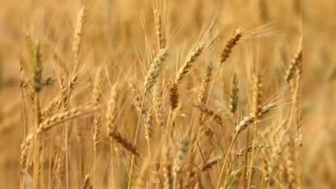 Punjab heading for bumper wheat crop of 124 lakh metric tons, says minister Punjab heading for bumper wheat crop of 124 lakh metric tons, says minister