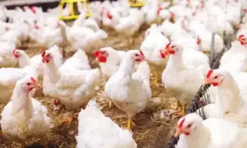 Bird flu detected in Puri dist