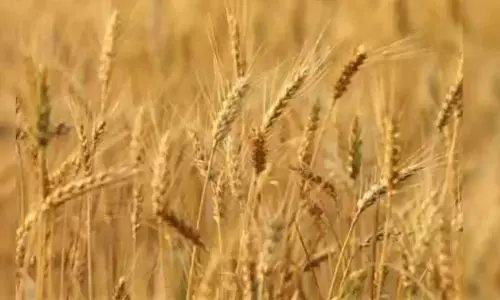 Punjab heading for bumper wheat crop of 124 lakh metric tons, says minister