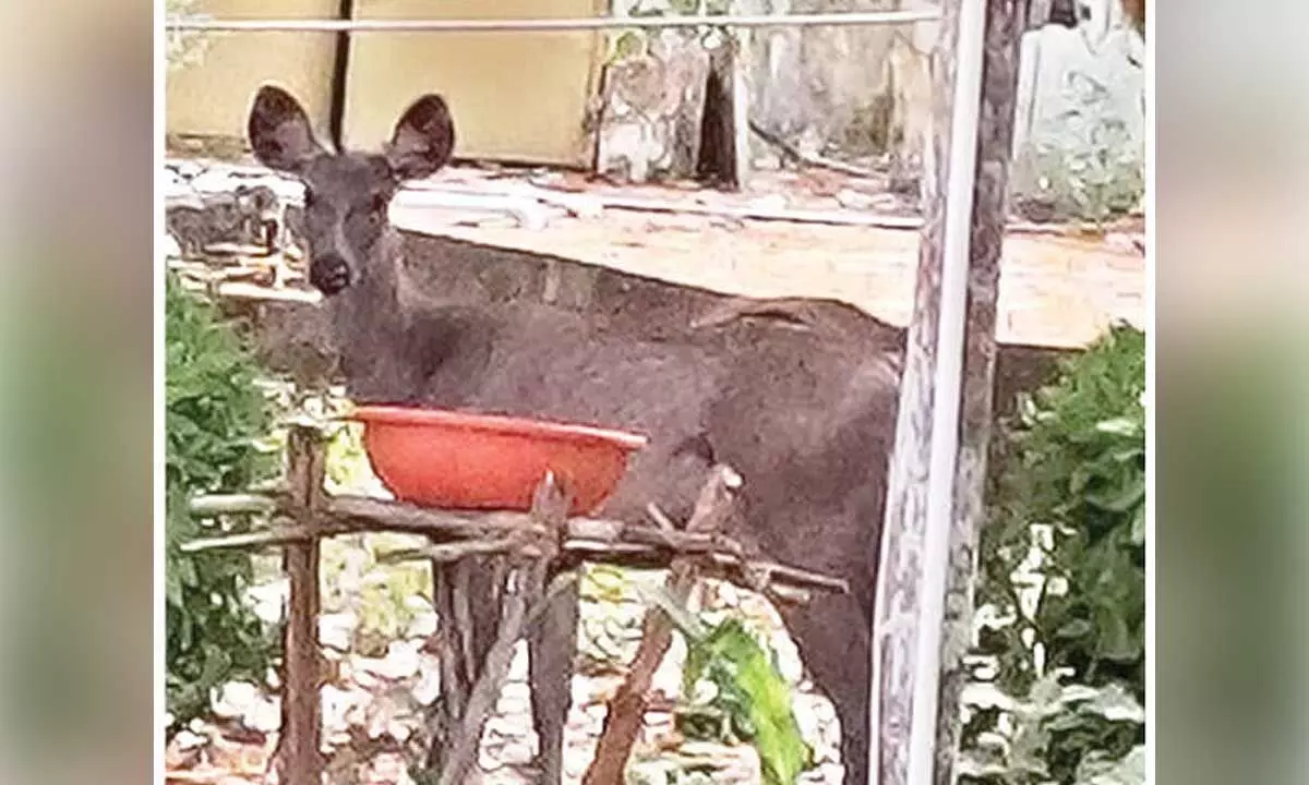 Sambar enters official quarters to quench thirst Sambar enters official quarters to quench thirst