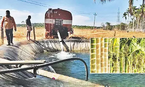 Farmers turn to rental tankers to save arecanut plantations