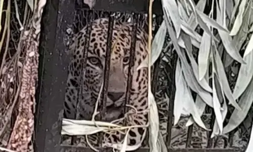 Prowling leopard gets trapped in cage on Tirupati’s Sri Venkateswara University campus