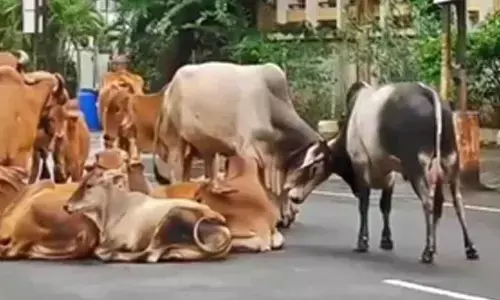 TN: Retired army man injured in stray cattle attack in Chennai