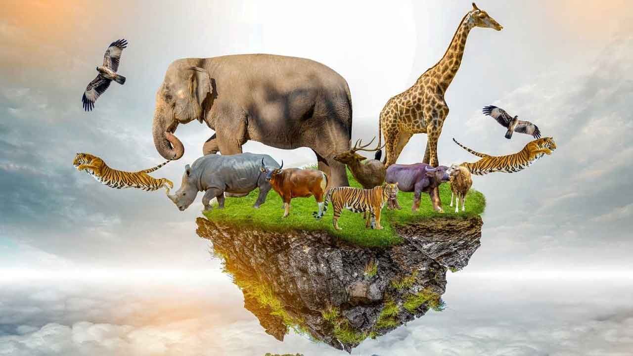 Celebrating wildlife, conservation, and curiosity