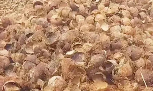 Coconut shell prices soar to record Rs 26,500 per tonne amid scarcity