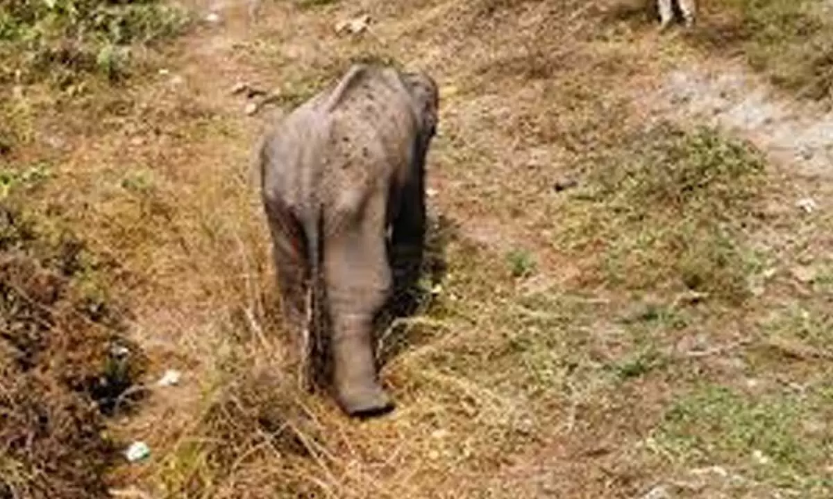 Wounded but moving: Injured elephant stays with herd