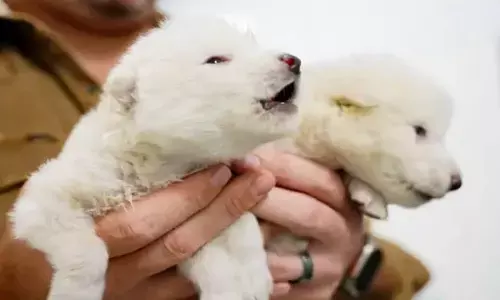 Genetically Modified Wolves Born with Traits of Dire Wolves