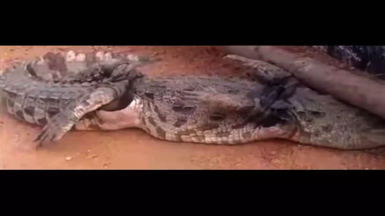 Mahabubnagar: Crocodile emerges from reservoir Mahabubnagar: Crocodile emerges from reservoir