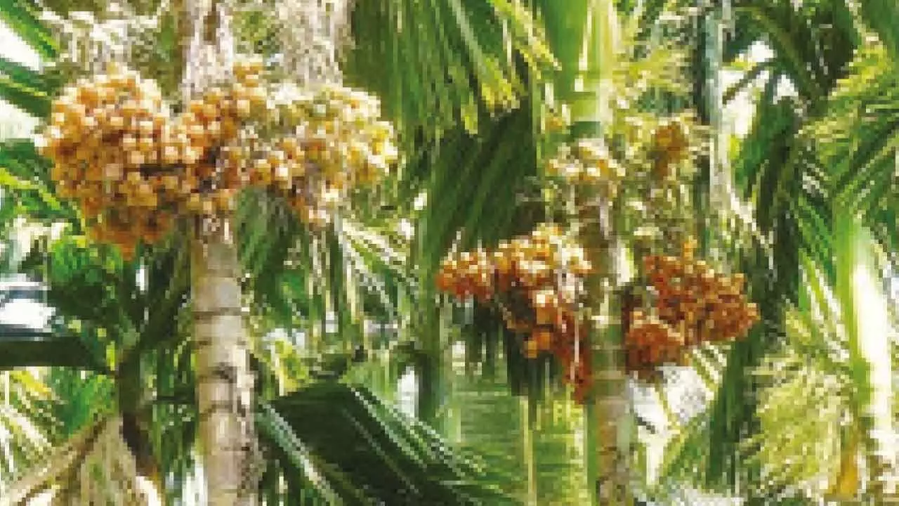Severe damage to arecanut crop due to rising temperatures in Chitradurga Severe damage to arecanut crop due to rising temperatures in Chitradurga
