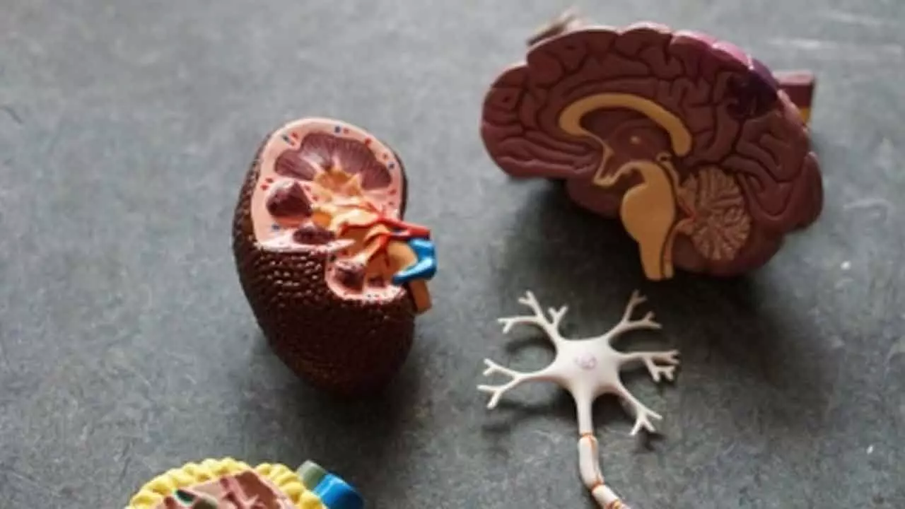 Early detection, proper management key for babies born with kidney defect: Experts Early detection, proper management key for babies born with kidney defect: Experts