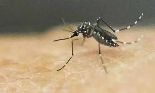Mosquito menace stings dwellers as GHMC operations go for a toss