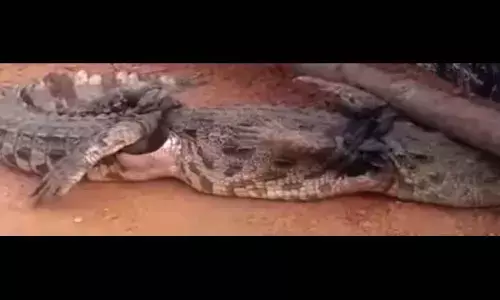 Mahabubnagar: Crocodile emerges from reservoir