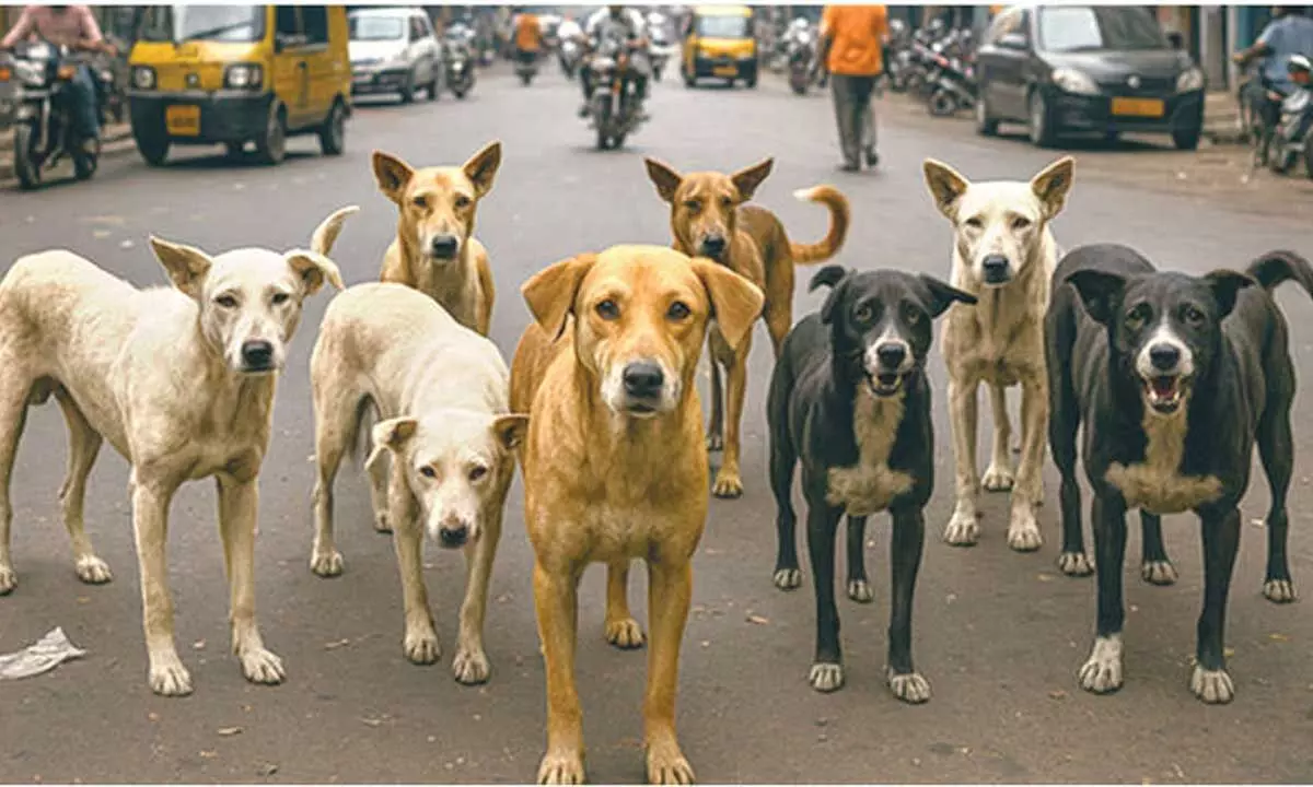 Stray Dog Matter Set for Fresh Hearing by Supreme Court Bench