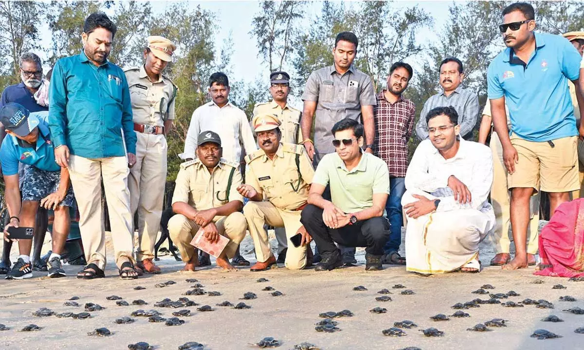 Tirupati launches major drive to conserve Olive Ridley turtles Tirupati launches major drive to conserve Olive Ridley turtles