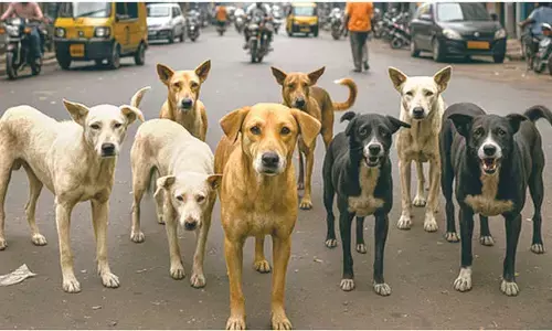 Stray Dog Matter Set for Fresh Hearing by Supreme Court Bench