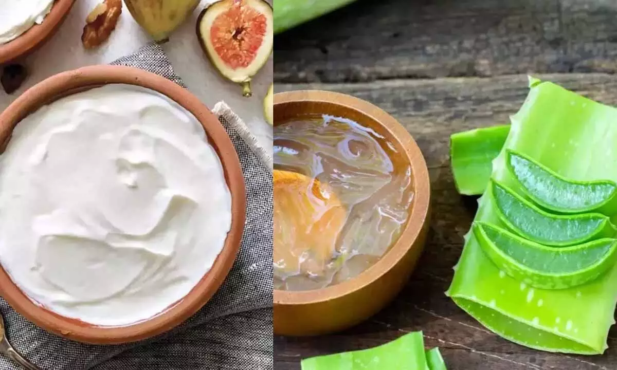 Malai vs Aloe Vera: Which Natural Ingredient Works Best for Glowing Skin?
