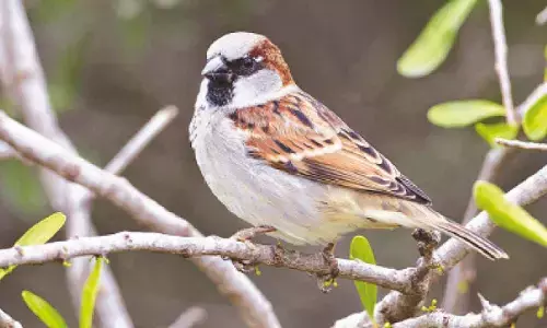 When judge, collector helped rescue sparrow