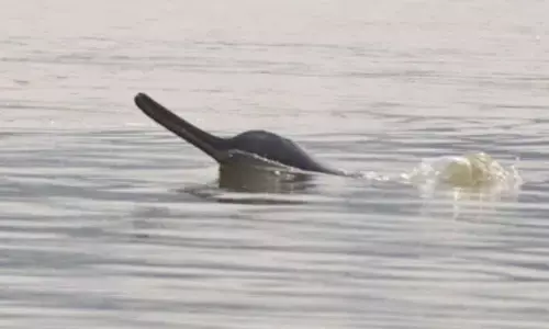 Dolphins find safe haven along Gujarat’s coastline; 680 sighted in latest census