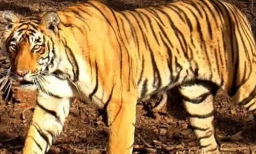 Another big cat attack on human in MPs Bandhavgarh Tiger Reserve area