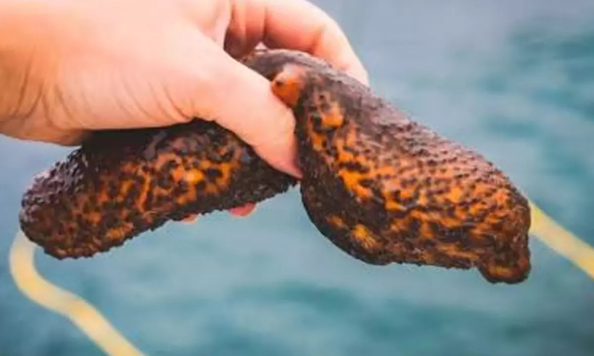 Indian Coast Guard Seizes 145 Kg Of Protected Sea Cucumbers In Tamil Nadu Indian Coast Guard Seizes 145 Kg Of Protected Sea Cucumbers In Tamil Nadu