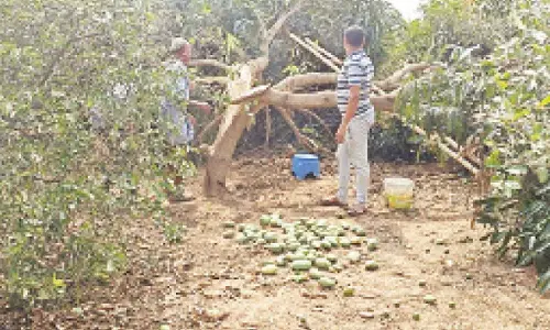 Untimely storms and hail devastate orchards