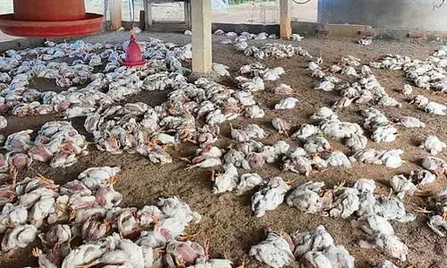 Bird Flu Outbreak in Abdullapurmet Mandal: Telangana Takes Precautions