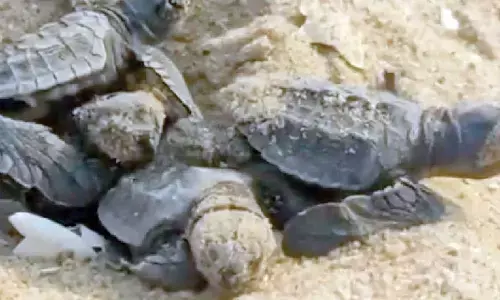 More female turtles born at Rushikulya nesting site