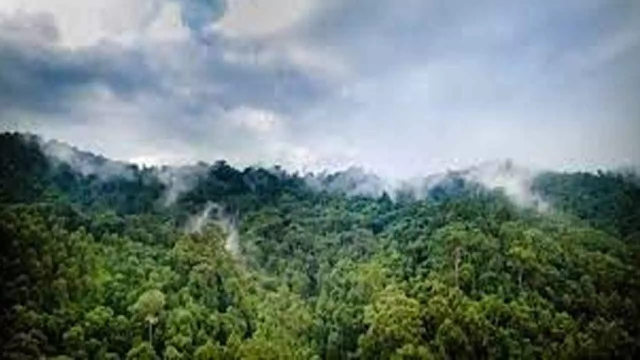 MP to hold workshop on forest restoration & climate change MP to hold workshop on forest restoration & climate change