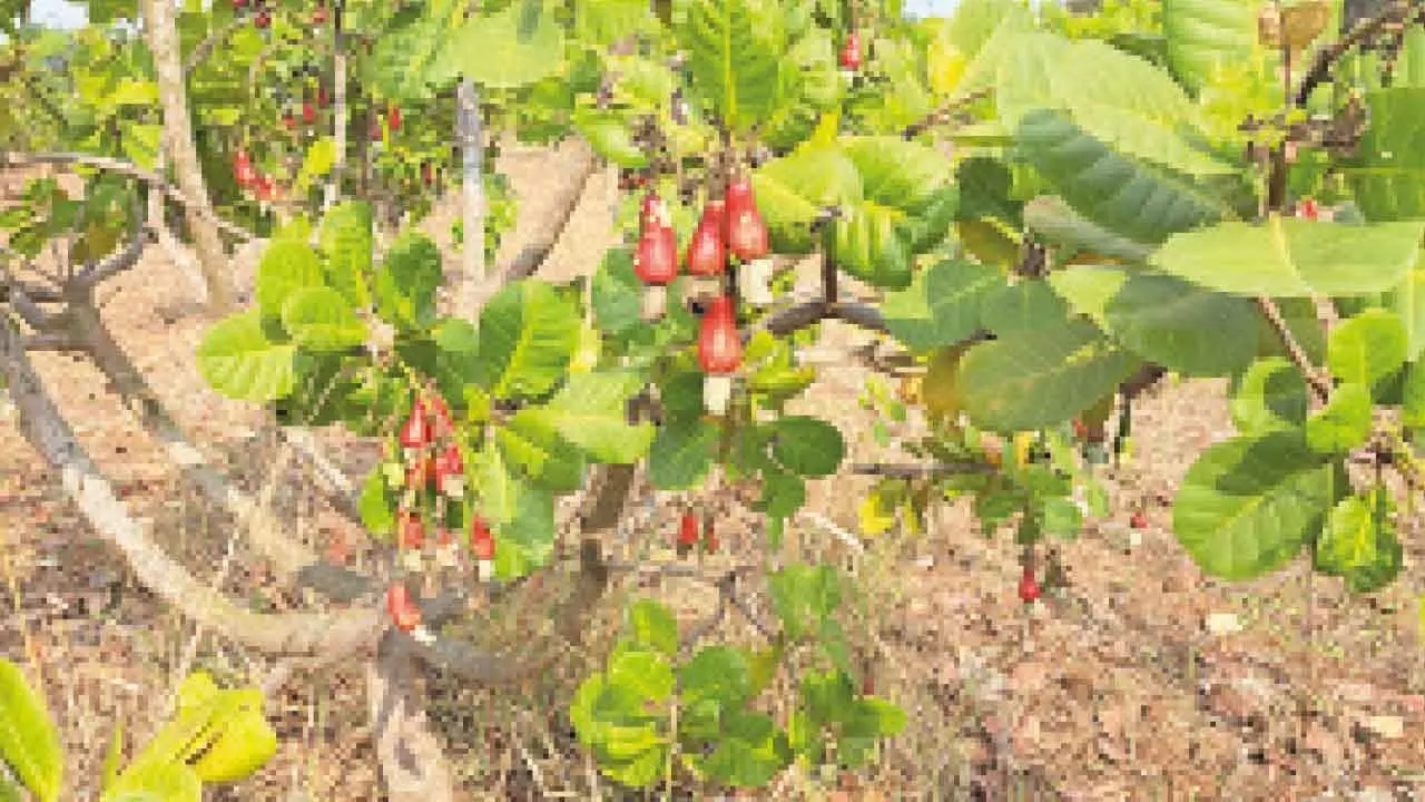 Farmer turns to cashew cultivation, inspires others to follow suit