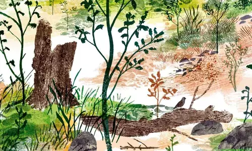 Allowing forests to regrow and regenerate, great way to restore habitat