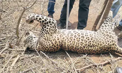 2-yr old pregnant leopard dies after trapped in a snare