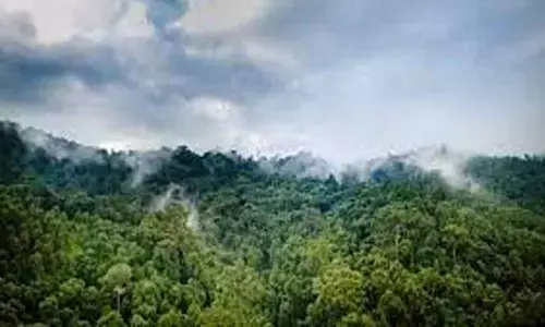 MP to hold workshop on forest restoration & climate change