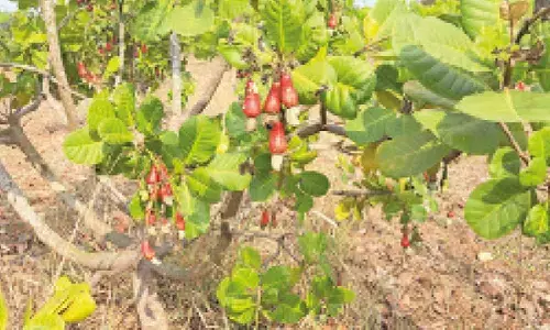 Farmer turns to cashew cultivation, inspires others to follow suit