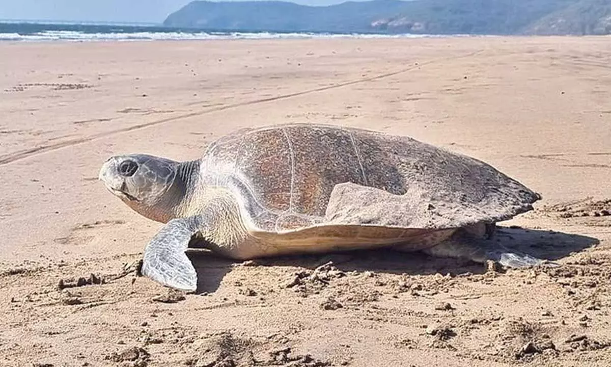 Tagged in Odisha, turtle spotted in Maharashtra after 4 years Tagged in Odisha, turtle spotted in Maharashtra after 4 years