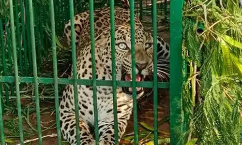 Leopard caught inside ICRISAT campus, another on the prowl?