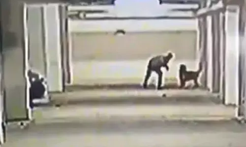 Hyderabad: Man caught on CCTV brutally killing 5 puppies