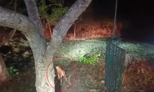 Leopard Captured in Hyderabad Released into Nallamala Forest